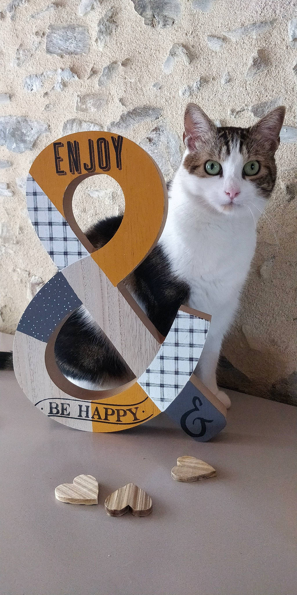 Guinness a rejoint le concours — aidez-le/la à gagner de superbes lots ! aegean_cat, carnivore, cat, domestic_short_haired_cat, european_shorthair, felidae, kitten, small_to_medium_sized_cats, whiskers