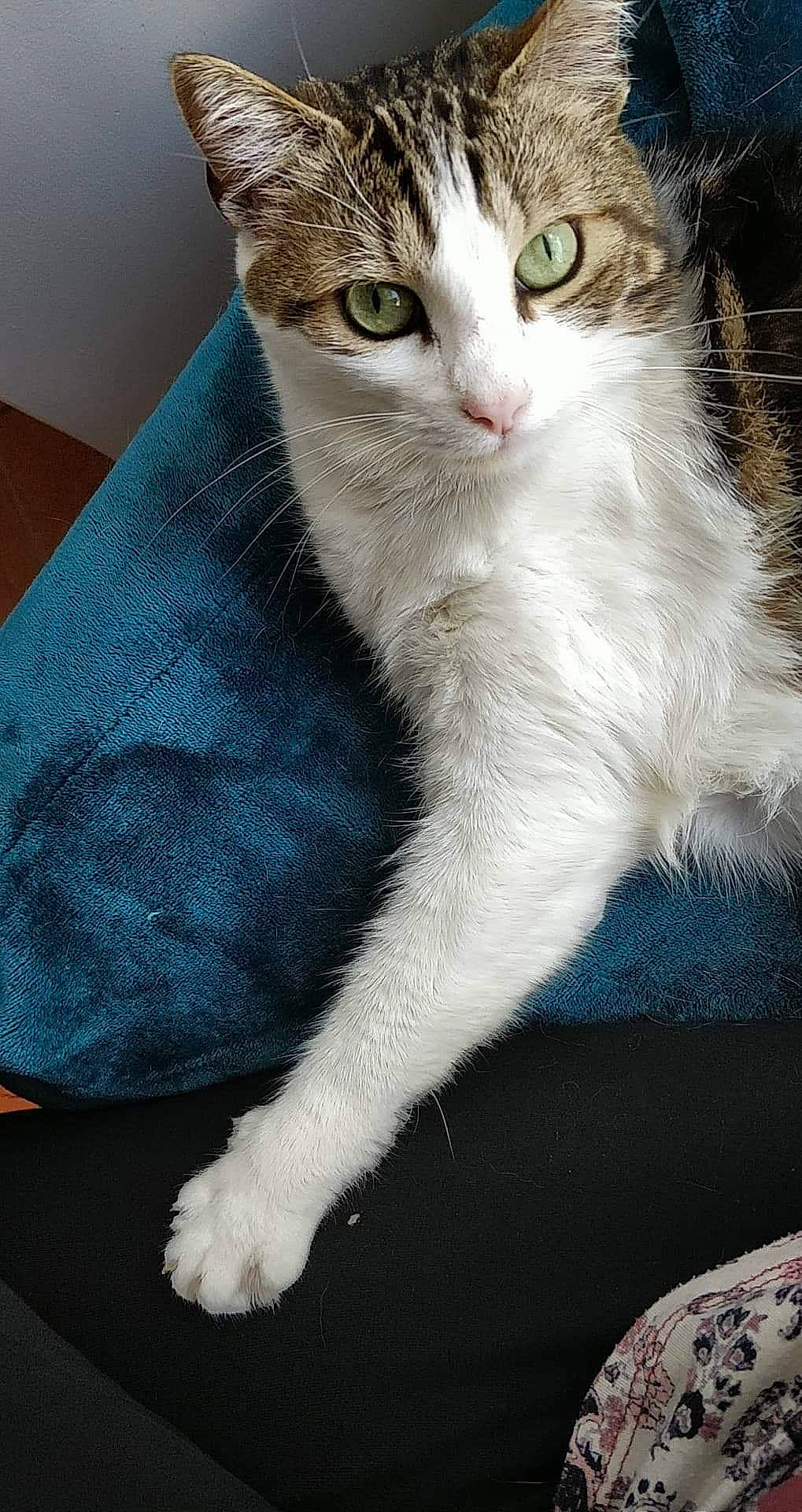 Guinness participe au concours pour gagner de l'argent avec cette photo : aegean_cat, american_wirehair, asian, carnivore, cat, domestic_short_haired_cat, european_shorthair, felidae, mammal, paw, polydactyl_cat, small_to_medium_sized_cats, whiskers