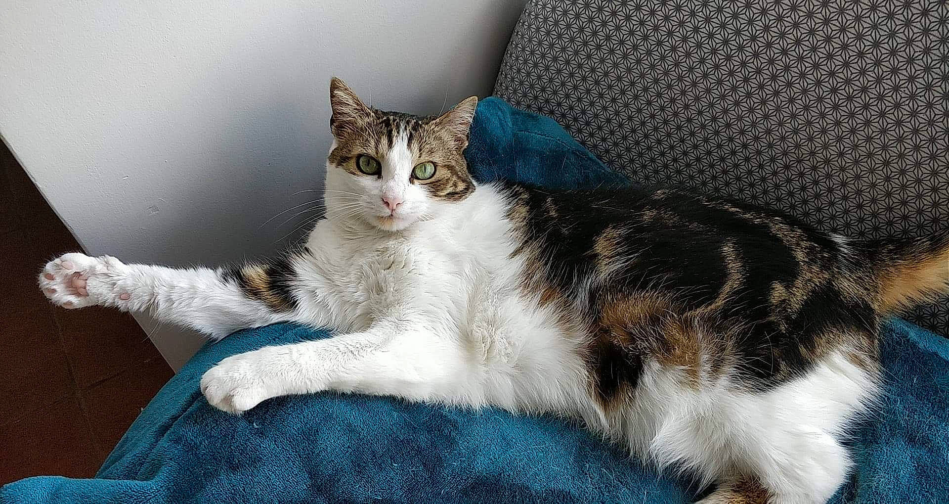 Guinness a rejoint le concours — aidez-le/la à gagner de superbes lots ! aegean_cat, american_wirehair, asian, carnivore, cat, domestic_short_haired_cat, european_shorthair, felidae, fur, kitten, mammal, paw, polydactyl_cat, small_to_medium_sized_cats, tabby_cat, tail, vertebrate, whiskers