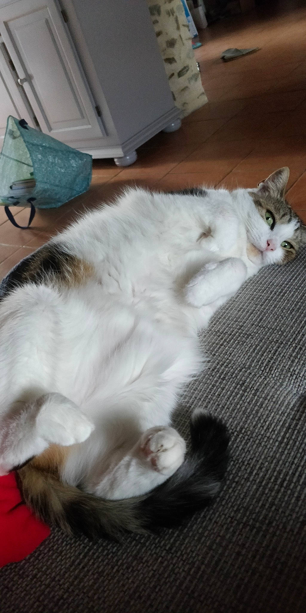 Guinness participe au concours pour gagner de l'argent avec cette photo : aegean_cat, carnivore, cat, domestic_long_haired_cat, domestic_short_haired_cat, european_shorthair, felidae, fur, kitten, mammal, norwegian_forest_cat, paw, polydactyl_cat, ragamuffin, ragdoll, small_to_medium_sized_cats, tail, turkish_angora, turkish_van, whiskers