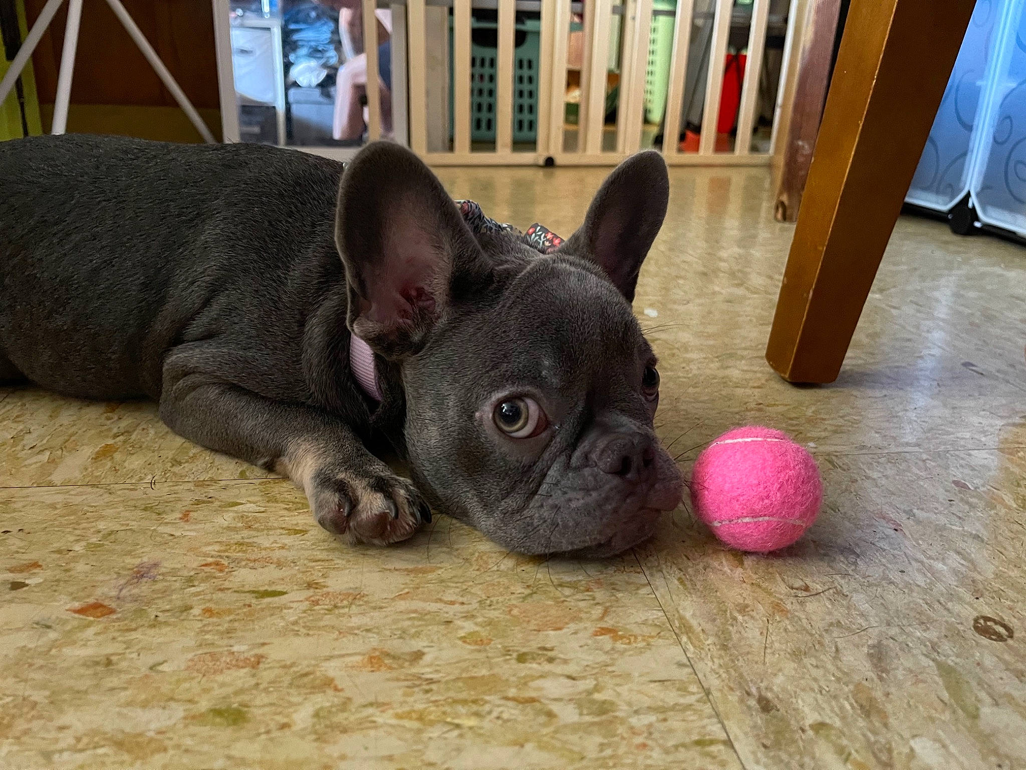 Aila is registered to the contest to win money with this photo: ball, bookcase, bulldog, carnivore, comfort, companion_dog, dog, dog_breed, ear, fawn, flooring, grass, hardwood, non_sporting_group, snout, terrestrial_animal, toy_dog, whiskers, wood, working_animal