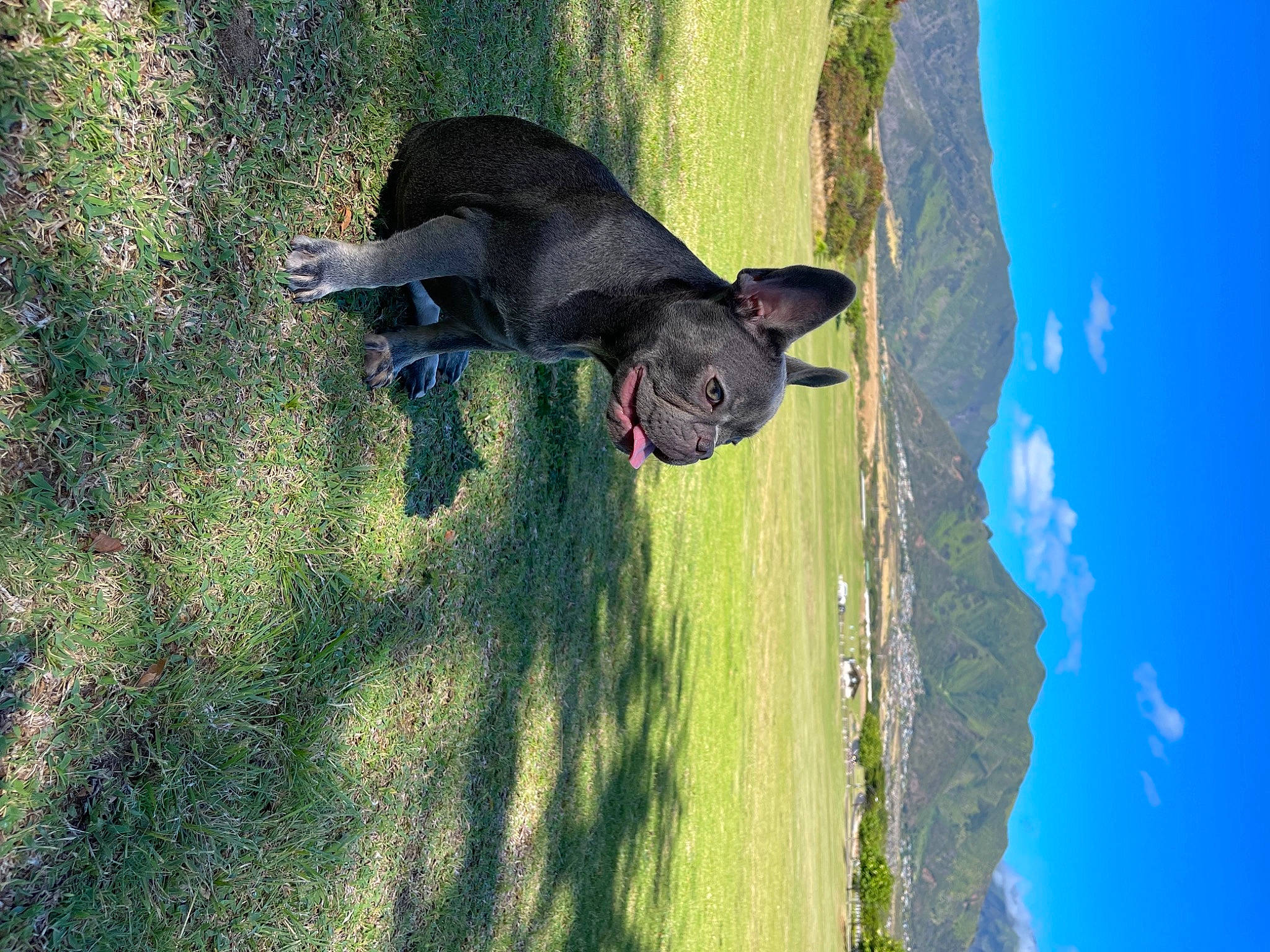 Aila is registered to the contest to win money with this photo: adventure, canidae, carnivore, dog, dog_breed, fawn, grass, grassland, landscape, leisure, people_in_nature, plant, recreation, shadow, sky, sport_climbing, sporting_group, tail, tree, water