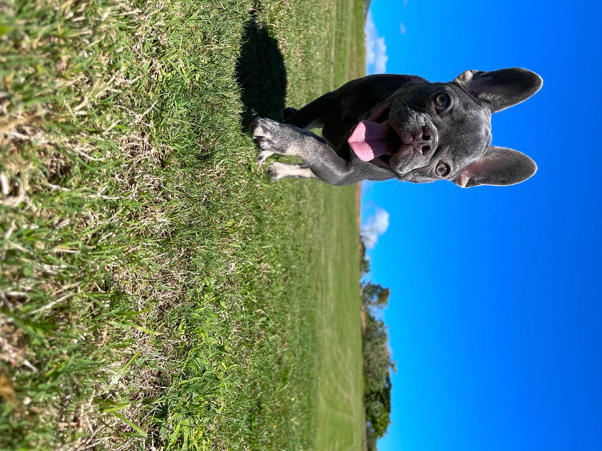 Aila joined the competition — help win amazing prizes! adventure, carnivore, companion_dog, dog, dog_breed, grass, groundcover, leisure, non_sporting_group, people_in_nature, plant, rock, shadow, shrub, sky, sporting_group, tail, tree, trunk, water