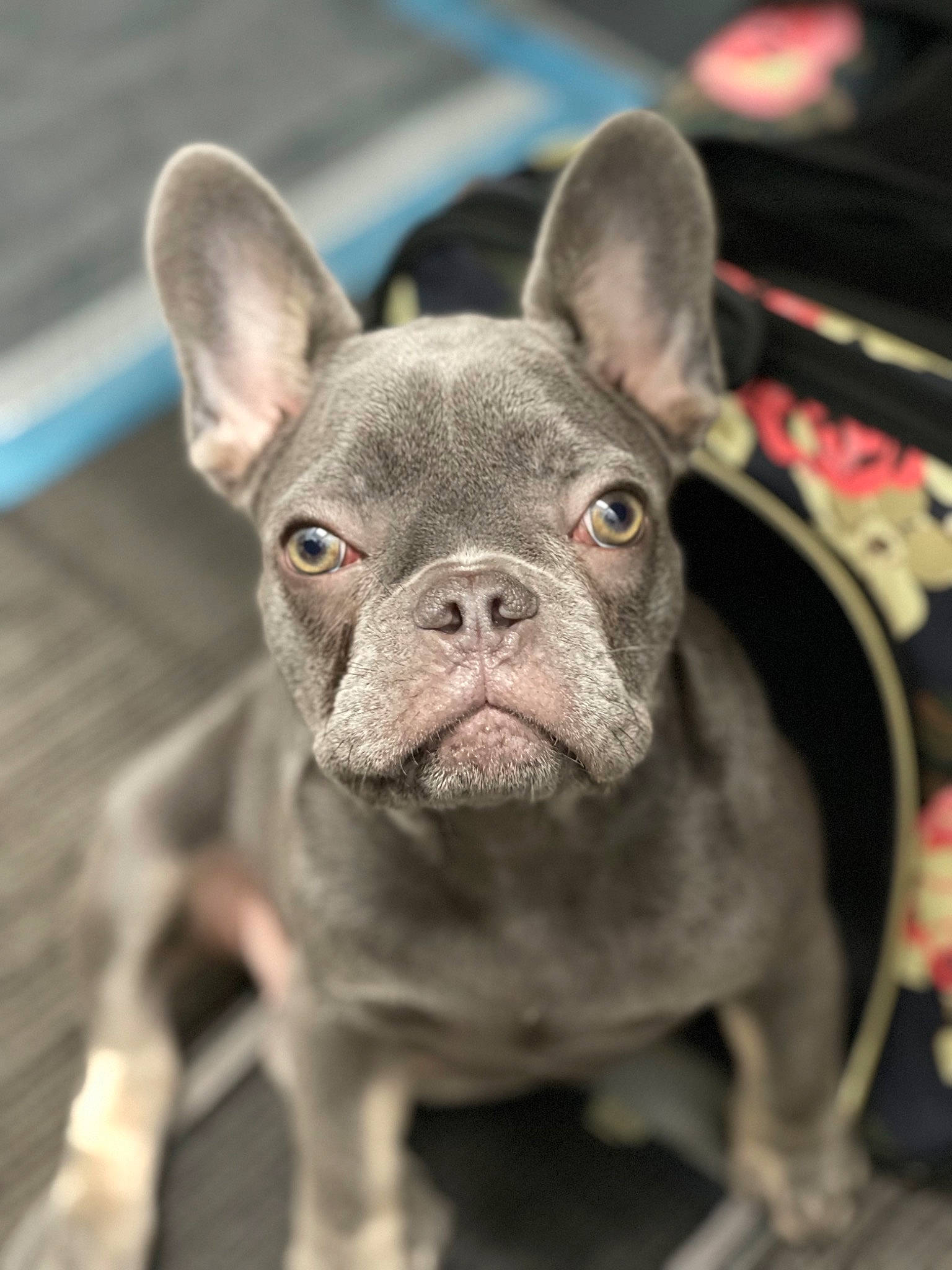Aila joined the competition — help win amazing prizes! bulldog, canidae, carnivore, companion_dog, dog, dog_breed, ear, eye, fawn, french_bulldog, fur, grass, human_body, puppy, snout, sporting_group, terrestrial_animal, toy_dog, whiskers, working_animal