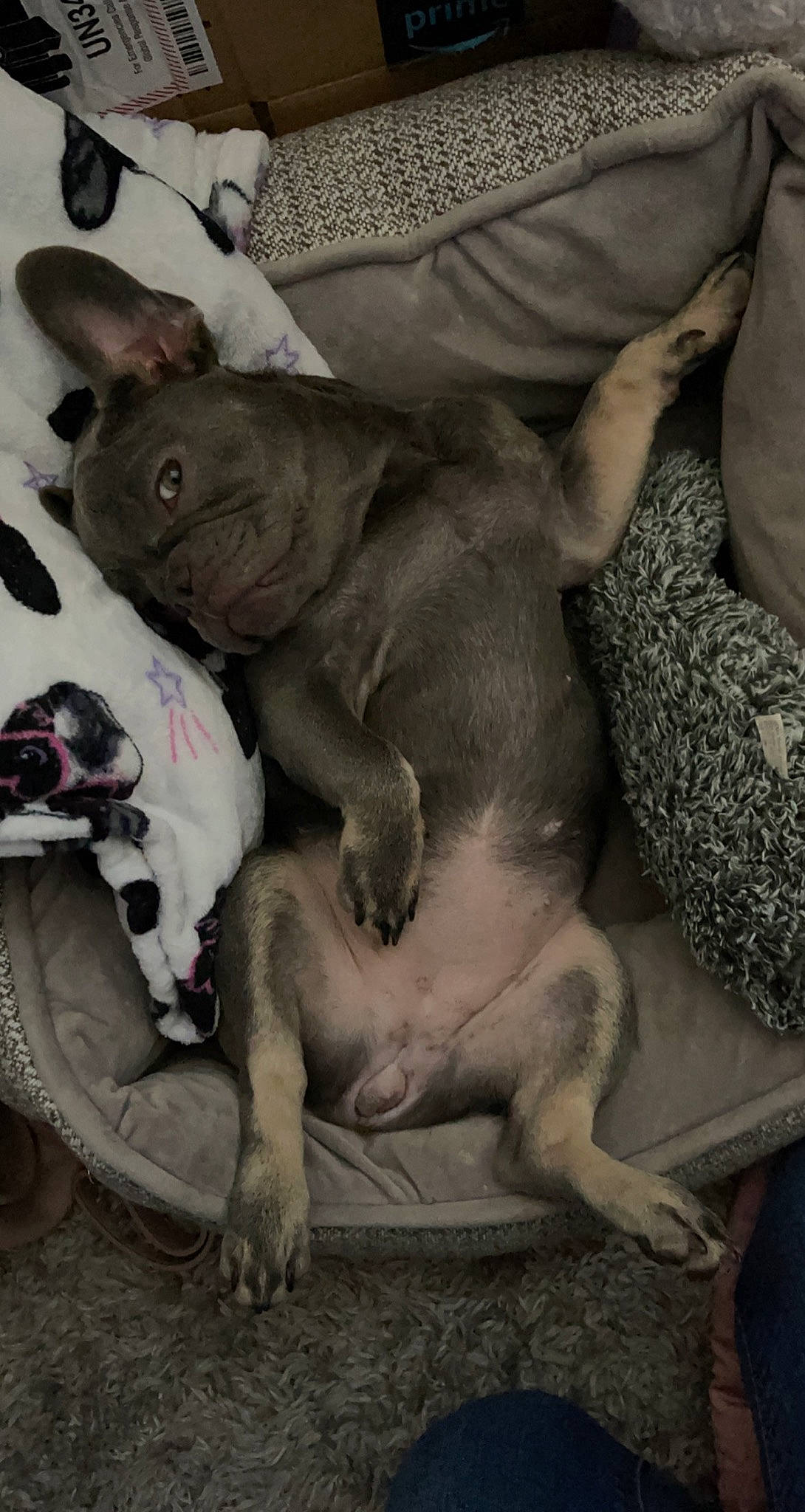 Aila joined the competition — help win amazing prizes! canidae, carnivore, comfort, companion_dog, dog, dog_breed, ear, fawn, grey, mammal, monochrome, monochrome_photography, nap, non_sporting_group, snout, sporting_group, terrestrial_animal, vertebrate, working_animal, wrinkle