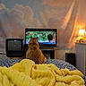 Maxwell joined the competition — help win amazing prizes! bed, blanket, cat, clouds, cozy, electronics, furniture, indoor, lamp, nightstand, orange_cat, patterned_bedsheet, relaxation, room, screen, tapestry, television, warm_lighting, watching, yellow_blanket