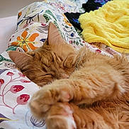 Maxwell joined the competition — help win amazing prizes! bed, blanket, cat, closeup, colorful, comfort, cozy, cute, domestic_cat, feline, floral_pattern, fur, indoor, napping, orange_tabby, paws, relaxed, resting, sleeping, soft
