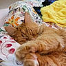 bed, blanket, cat, closeup, colorful, comfort, cozy, cute, domestic_cat, feline, floral_pattern, fur, indoor, napping, orange_tabby, paws, relaxed, resting, sleeping, soft