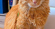 Maxwell is registered to the contest to win money with this photo: cat, close_up, cozy, cute, domestic_animal, ears, eyes, feline, floor, fluffy_fur, fur_texture, green_beads, household, indoor, necklace, orange_cat, pet, portrait, sitting, whiskers