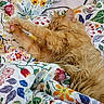 Maxwell joined the competition — help win amazing prizes! animal, bed, blanket, cat, comfort, cozy, cute, domestic, floral_pattern, fluffy, fur, ginger_cat, indoor, paw, pet, relaxation, resting, sleeping, soft, warm