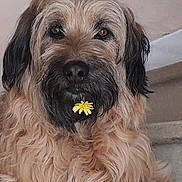 Disco participe au concours pour gagner de l'argent avec cette photo : animal, beard, black_nose, brown_fur, calm, canine, close_up, cute, dog, eyes, face, flower, fur, indoor, pet, portrait, sitting, stairs, whiskers, yellow_flower