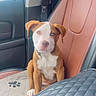 Noje joined the competition — help win amazing prizes! animal, brown_and_white, car_door, car_interior, collar, curious, cute, dog, indoor, leather_seat, paw_print, pet, pet_mat, portrait, puppy, seat_belt, sitting, vehicle, window, young_dog