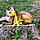 Noje