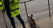 Noje is registered to the contest to win money with this photo: boots, cap, casual, dog, fence, gray_sky, leash, mirror, obedient, outdoor, overcast, pavement, person, pet, raincoat, reflection, selfie, sidewalk, street, urban