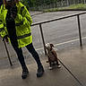 boots, cap, casual, dog, fence, gray_sky, leash, mirror, obedient, outdoor, overcast, pavement, person, pet, raincoat, reflection, selfie, sidewalk, street, urban