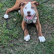 Noje is registered to the contest to win money with this photo: animal, brown, canine, chain, collar, cute, dog, ears, friendly, grass, happy, leash, lying_down, outdoor, paws, pet, playful, smiling, tongue_out, white
