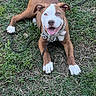 animal, brown, canine, chain, collar, cute, dog, ears, friendly, grass, happy, leash, lying_down, outdoor, paws, pet, playful, smiling, tongue_out, white