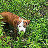 Noje joined the competition — help win amazing prizes! adventure, animal, brown, canine, curious, dog, ears, flora, fur, grass, greenery, ground, leaf, nature, outdoor, plants, puppy, sniffing, white, young_dog