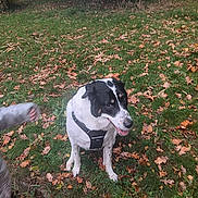 Opale participe au concours pour gagner de l'argent avec cette photo : dog, grass, leaves, autumn, outdoor, harness, black_and_white, pet, nature, person, footwear, hand, tree, park, seasonal, casual, daylight, animal, sitting, greenery