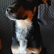 Harley participe au concours pour gagner de l'argent avec cette photo : dog, pet, animal, black_fur, brown_fur, white_fur, sitting, couch, indoor, quilted, ears, snout, fur_pattern, looking_away, canine, companion, domestic_animal, portrait, alert, furniture