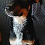 dog, pet, animal, black_fur, brown_fur, white_fur, sitting, couch, indoor, quilted, ears, snout, fur_pattern, looking_away, canine, companion, domestic_animal, portrait, alert, furniture