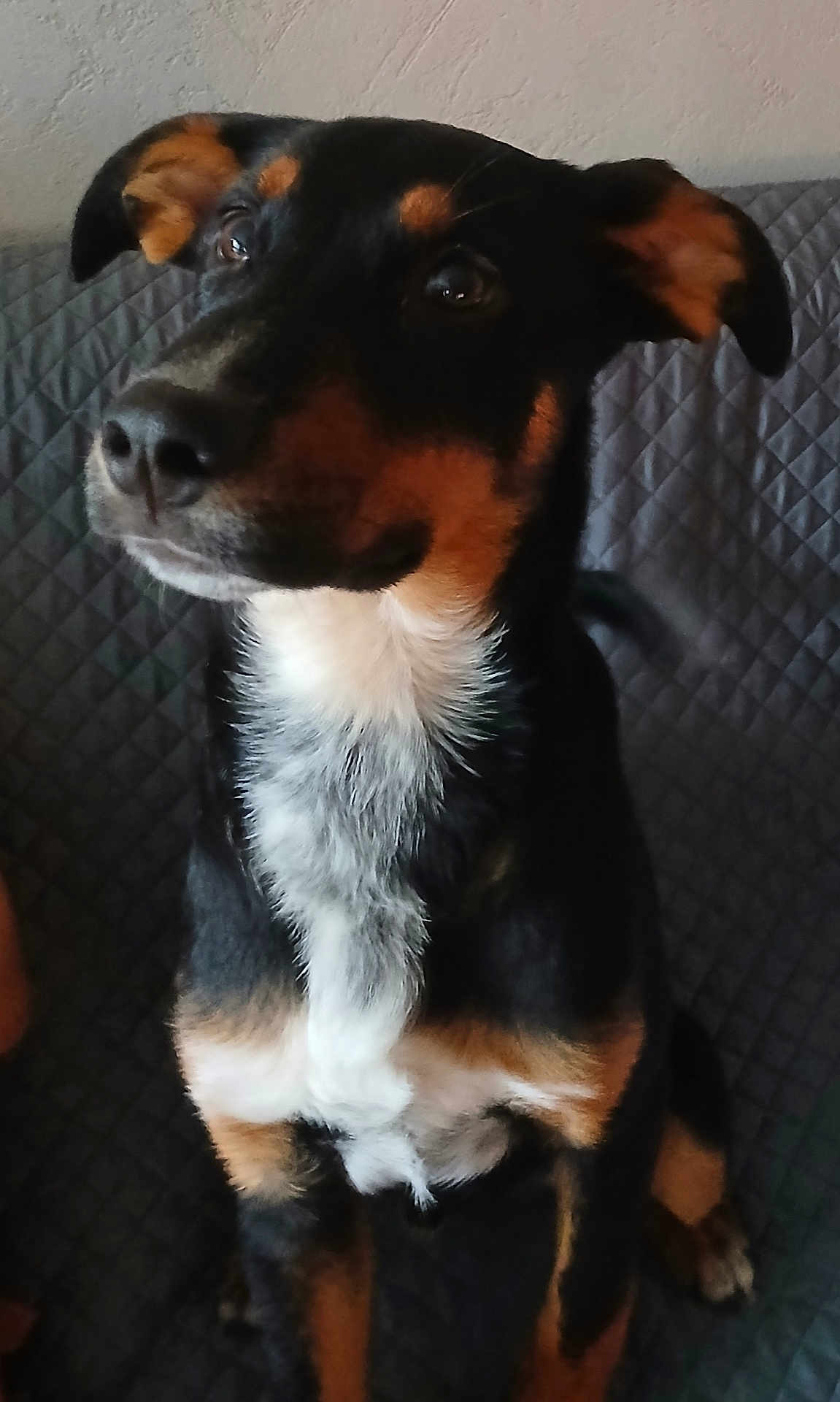 Harley participe au concours pour gagner de l'argent avec cette photo : dog, pet, animal, black_fur, brown_fur, white_fur, sitting, couch, indoor, quilted, ears, snout, fur_pattern, looking_away, canine, companion, domestic_animal, portrait, alert, furniture