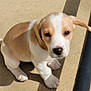 Bella is registered to the contest to win money with this photo: adorable, animal, canine, concrete, cute, daylight, dog, ear, fur, looking_up, nose, outdoor, paw, pet, puppy, shadow, sitting, small, tan_and_white, young