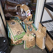 Bella is registered to the contest to win money with this photo: animal, bag, brown_and_white_dog, cardboard_box, carpet, clutter, container, curious, dog, fertilizer_bags, floor, indoor, metal_shelving, pet, pink_collar, plastic_bucket, room, small_dog, sniffing, storage_room