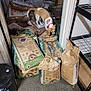 animal, bag, brown_and_white_dog, cardboard_box, carpet, clutter, container, curious, dog, fertilizer_bags, floor, indoor, metal_shelving, pet, pink_collar, plastic_bucket, room, small_dog, sniffing, storage_room