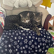 Mocha . Cookie joined the competition — help win amazing prizes! cat, tabby, chair, blanket, snowflake_pattern, indoor, cozy, pets, feline, relaxed, fur, animal, resting, two_cats, home, carpet, comfort, snuggling, domestic, cute