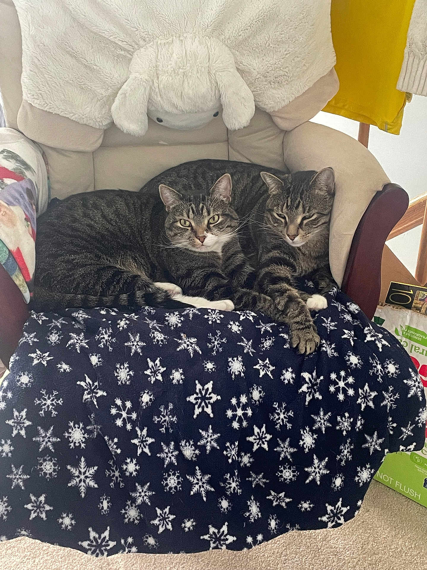 Mocha . Cookie joined the competition — help win amazing prizes! cat, tabby, chair, blanket, snowflake_pattern, indoor, cozy, pets, feline, relaxed, fur, animal, resting, two_cats, home, carpet, comfort, snuggling, domestic, cute