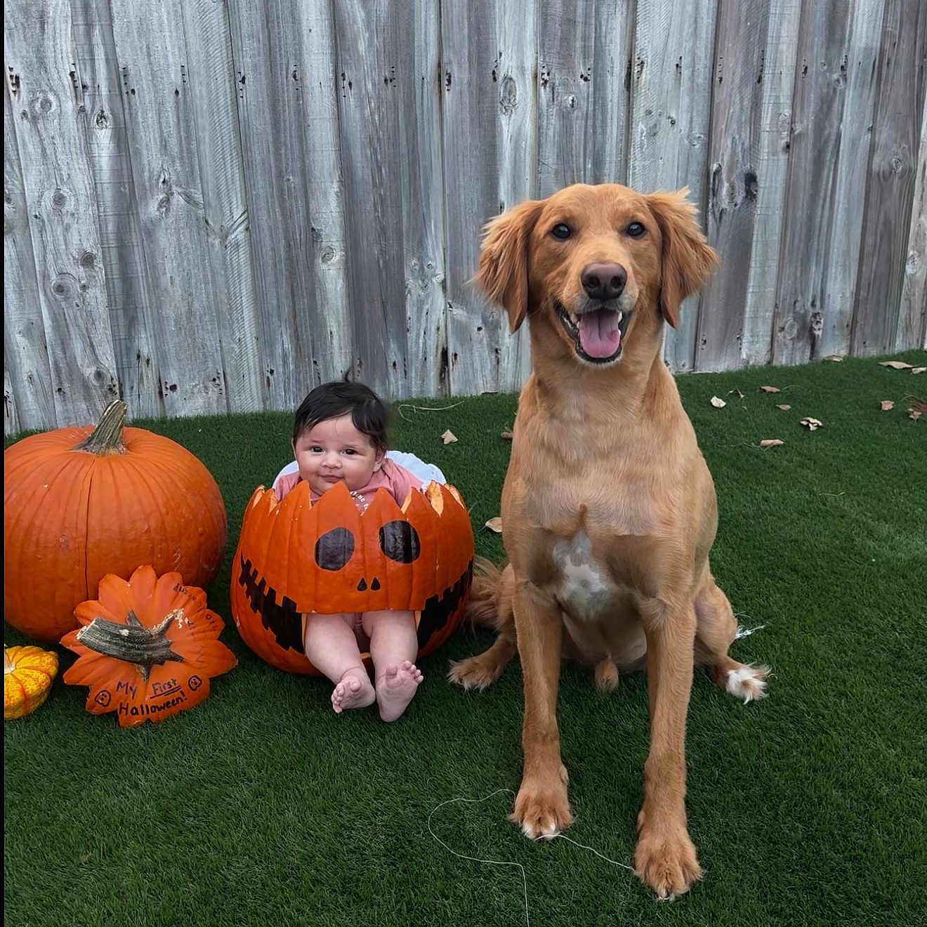 Julianna joined the competition — help win amazing prizes! autumn, baby, baby_in_pumpkin, carved_pumpkin, child, costume, cute, dog, fall, festive, golden_retriever, grass, halloween, holiday, outdoor, pet, pumpkin, seasonal, smiling_dog, wooden_fence