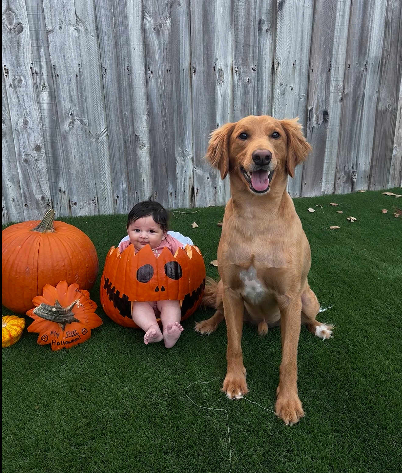 Julianna joined the competition — help win amazing prizes! baby, pumpkin, dog, golden_retriever, grass, wooden_fence, halloween, carved_pumpkin, smiling_dog, baby_in_pumpkin, autumn, festive, cute, outdoor, pet, fall, holiday, seasonal, child, costume