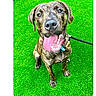 dog, brindle, tongue_out, smiling, artificial_grass, leash, pet, canine, outdoor, green_background, happy, sitting, looking_up, animal, friendly, playful, collar, daylight, closeup, portrait