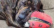 Rufus joined the competition — help win amazing prizes! animal, brindle_coat, close_up, couch, cozy, dog, fur, home, indoor, mammal, nap, paw, pet, plush_toy, red, relaxed, resting, sleeping, snout, stuffed_animal