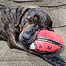 Rufus joined the competition — help win amazing prizes! dog, brindle_coat, sleeping, couch, plush_toy, red, stuffed_animal, indoor, pet, resting, close_up, cozy, animal, mammal, paw, snout, fur, relaxed, nap, home