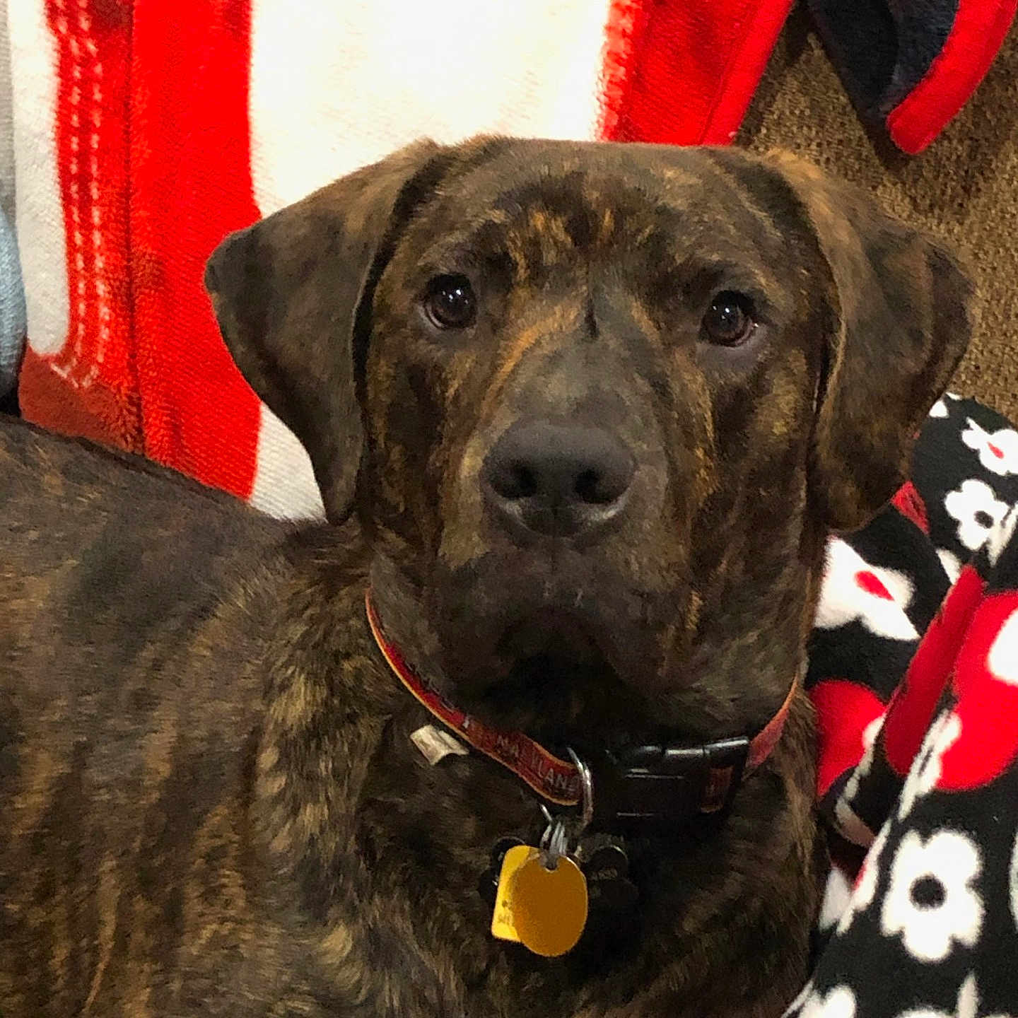 Rufus