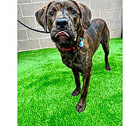 Rufus joined the competition — help win amazing prizes! dog, brindle, leash, collar, artificial_grass, brick_wall, pet, animal, standing, outdoor, canine, tongue_out, expression, looking_at_camera, fur, ears, snout, adoption, shelter, cute