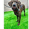 dog, brindle, leash, collar, artificial_grass, brick_wall, pet, animal, standing, outdoor, canine, tongue_out, expression, looking_at_camera, fur, ears, snout, adoption, shelter, cute