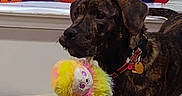 Rufus is registered to the contest to win money with this photo: dog, brindle, toy, plush_toy, bed, indoor, curtain, colorful, pattern, pet, collar, animal, furniture, window, home, playful, cute, pet_bed, domestic_animal, canine