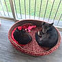 cat, dog, pet_bed, black_cat, black_dog, indoor, resting, curled_up, window, glass_door, floor, red_cushion, pattern, animal, pet, sleeping, cozy, home, companion, furniture