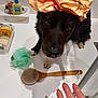 dog, black_dog, shower_cap, bathroom, bath_items, loofah, wooden_brush, hand, paws, countertop, white_paws, pet, curious, close_up, indoor, personal_care, nails, pink_nails, cleaning, grooming