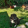 dog, black_dog, chicken, brown_chicken, white_chicken, grass, garden, outdoor, sunlight, shadow, foliage, leaf, nature, animal, pet, bird, sitting, peaceful, daytime, collar