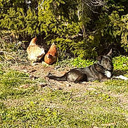 Kovou a rejoint le concours — aidez-le/la à gagner de superbes lots ! dog, chicken, grass, pine_cones, tree, sunlight, outdoor, nature, animal, pet, brown_chicken, black_dog, relaxing, greenery, bush, daylight, peaceful, laying_down, wildlife, field