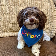 Cocoa joined the competition — help win amazing prizes! dog, puppy, birthday, bandana, blue_bandana, couch, cushion, sitting, portrait, pet, companion_animal, brown_fur, white_fur, floppy_ears, brown_eyes, indoors, home, textile, celebration, cute