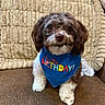 dog, puppy, birthday, bandana, blue_bandana, couch, cushion, sitting, portrait, pet, companion_animal, brown_fur, white_fur, floppy_ears, brown_eyes, indoors, home, textile, celebration, cute