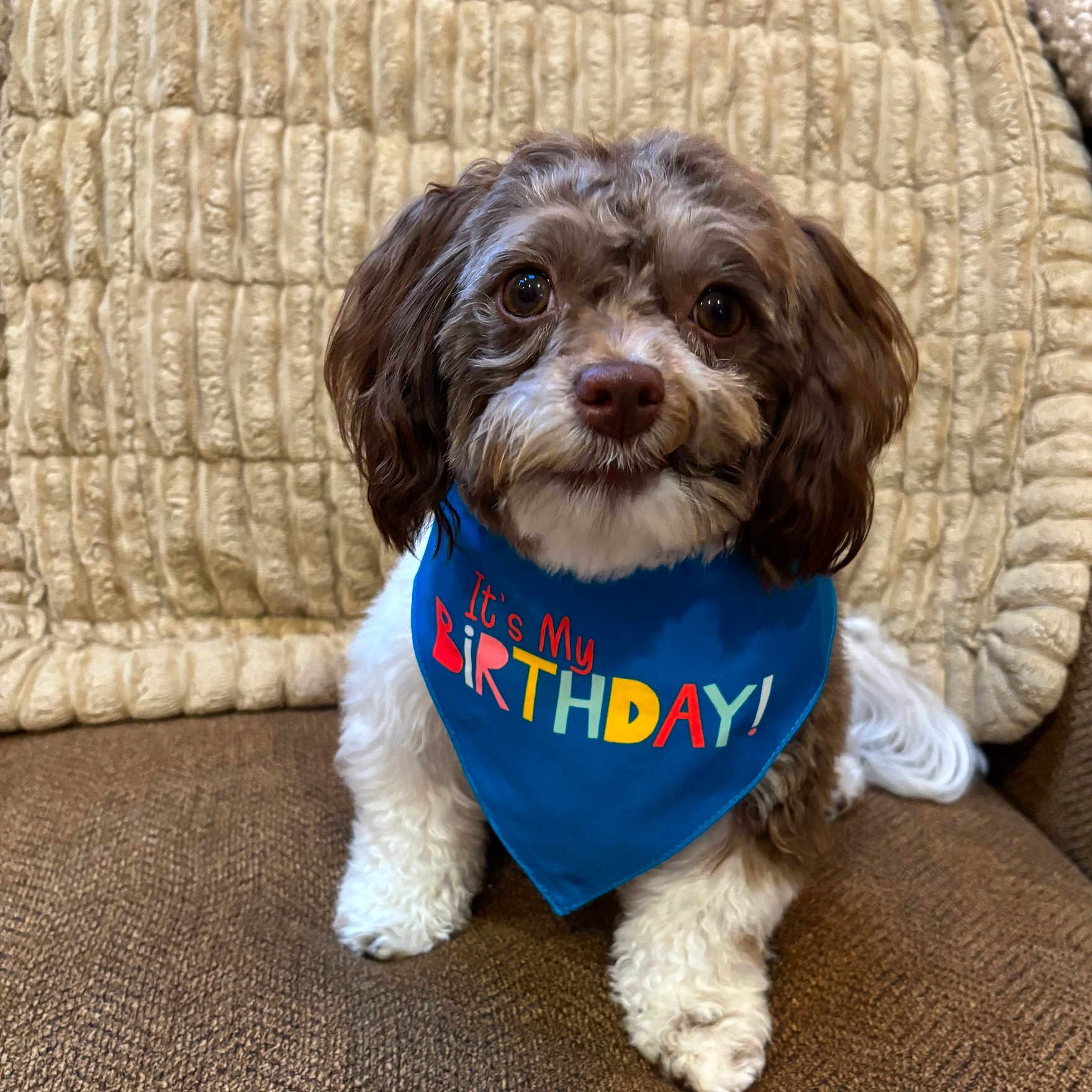 Cocoa joined the competition — help win amazing prizes! dog, puppy, birthday, bandana, blue_bandana, couch, cushion, sitting, portrait, pet, companion_animal, brown_fur, white_fur, floppy_ears, brown_eyes, indoors, home, textile, celebration, cute