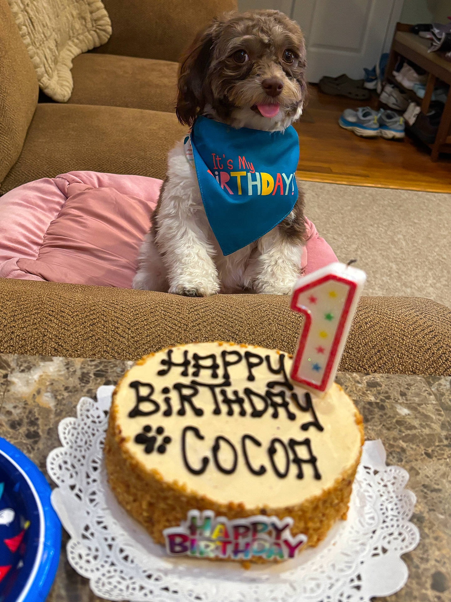 Cocoa is registered to the contest to win money with this photo: bandana, birthday, brown_and_white, cake, candle, celebration, couch, dog, food, indoors, living_room, party, pet, pink_cushion, portrait, shoes, smiling, table, tongue_out, wood_floor