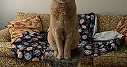 Cedric is registered to the contest to win money with this photo: cat, orange_cat, scratching_post, couch, pillows, blanket, wood_floor, indoor, pet, feline, sitting, looking_at_camera, home_interior, wall_art, decor, furniture, relaxed, cute, animal, domestic