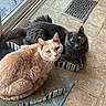 cat, cats, ginger_cat, gray_cat, pet, indoor, floor, tile_floor, scratch_pad, window, curious, feline, whiskers, ears, tail, green_eyes, resting, companions, domestic_animal, cozy